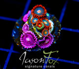 GATORAIDES ZOAS COMBO