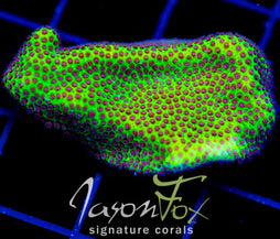 JF SPECIAL PORITES XL FRAG