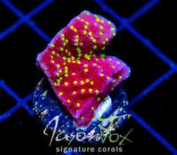 JF YELLOW FEVER MONTI