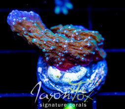 LENG SY PURPLE RIM MONTI