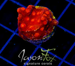 JF HOT HEAD CYPHASTREA