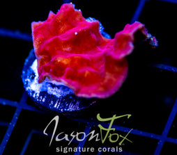 JF RASPBERRY ICE LEPTO