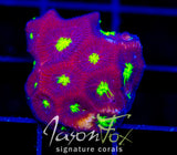 JF CONTRACT KILLER FAVIA