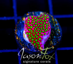 WWC ELECTRIC DAISY STYLO