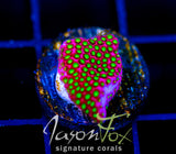 WWC ELECTRIC DAISY STYLO