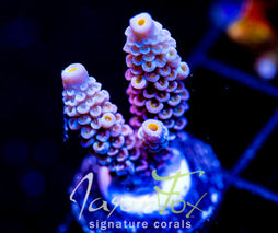 JF PIMPED OUT TENIUS