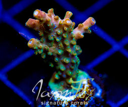 JF ZIPPER RIPPER ACRO