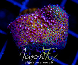 JF CHERRY BLOSSOM STYLO