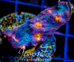 JASON FOX SUNDROP CHALICE