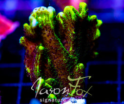 ORA SPONGODES MONTI XL FRAG