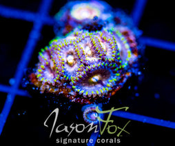 NIRVANAS ZOAS
