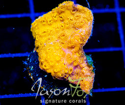 JF GOLDEN YELLOW PAVONA