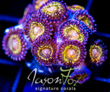 JF MOHICAN SUNS PALYS