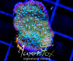 LENG SY PURPLE RIM MONTI