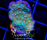 LENG SY PURPLE RIM MONTI