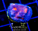 TYREE PUMPKIN PATCH CHALICE