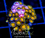 JF SUNFLOWER ZOAS COMBO