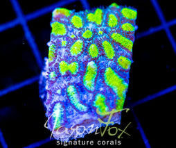 JF BLUEBERRY BLAST HYDNO