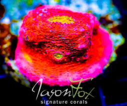 JF PINK BOOBIES CHALICE