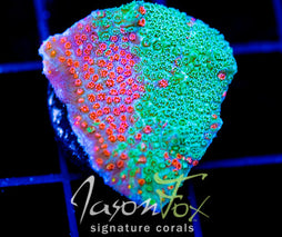 JF DIZZY SPELL MONTI