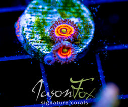 EVERLASTING GOBSTOPPERS PALYS