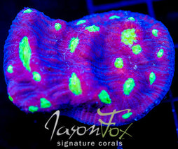 WWC DISTRICT 9 CHALICE XL FRAG