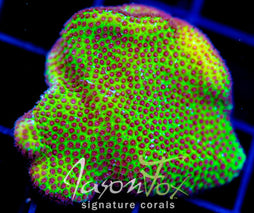 JF SPECIAL PORITES XL FRAG