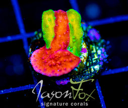 WWC GRAFTED TURBICULATA