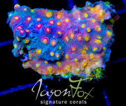 JF BUZZ KILL CYPHASTREA