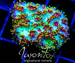 JF MAGIC CARPET HYDNO