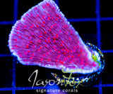 RRC RED ROSES  MONTI CAP