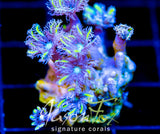 TSA LEMON LAZERS CLOVES