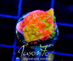 WWC GRAFTED MONTI CAP