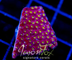 BLING BLING CYPHASTREA