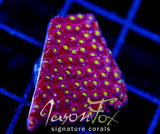 BLING BLING CYPHASTREA