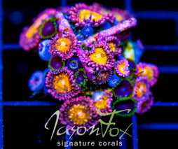 JF MOHICAN SUNS COMBO