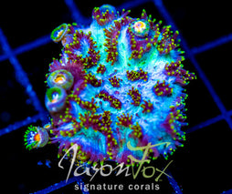 JF MAGIC CARPET HYDNO COMBO