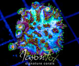 JF MAGIC CARPET HYDNO COMBO