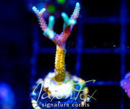 JF GLOWING FINGERS BN