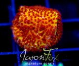 JF BURNING BANANA STYLO