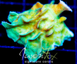 JF JUNGLE GYM BRANCHING LEPTO