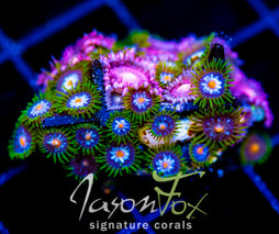 JF STARGAZERS ZOAS COMBO