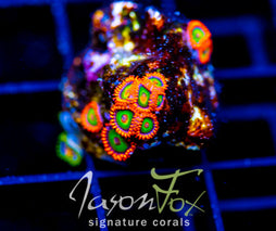 JF VEGAS STRIPS ZOAS