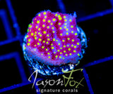 JF YELLOW FEVER MONTI