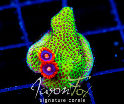 JF SPECIAL PORITES COMBO