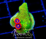 JF SPECIAL PORITES COMBO