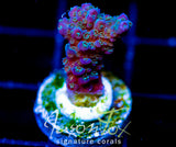 JF BLUE MONSTER MILLI