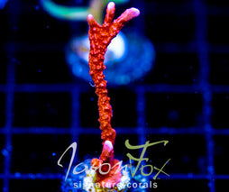 JF FIRESTARTER MONTI HIRSUTA