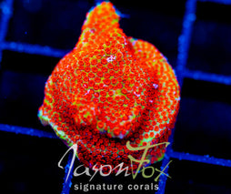 JF REVERSE SUNSET MONTI