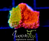 WWC GRAFTED MONTI CAP